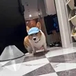 Outdoor Adjustable Pet Sun Protection Hat | https://www.bestnamebadges.com