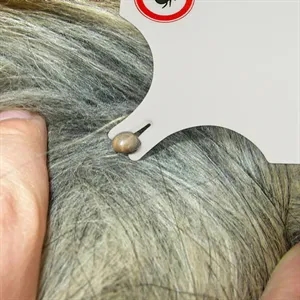 Tick Remover Card