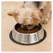 Stainless Steel Pet Bowl | https://www.bestnamebadges.com