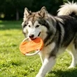Cotton Rope Dog Flying Disc Toy | https://www.bestnamebadges.com