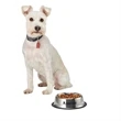 Medium Stainless Steel Pet Bowl | https://www.bestnamebadges.com
