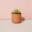 Modern Sprout® Tiny Terracotta Grow Kit Good Luck Clover | https://www.bestnamebadges.com