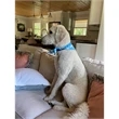 Pet Bandana - Large | https://www.bestnamebadges.com